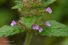 Clinopodium vulgare